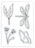 EMBOSS AND CUT:  FLORA AND FAUNA