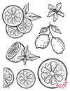 Stamp Set - Large: CITRUS 1
