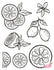 Stamp Set - Large: CITRUS 1