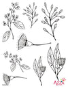 Stamp Set - Large: FLORA