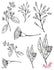 Stamp Set - Large: FLORA